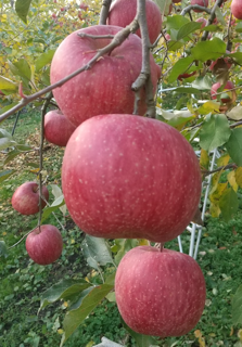 鈴木秀峰園で収穫されたりんご