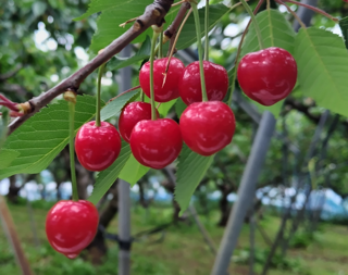 鈴木秀峰園で収穫されたさくらんぼ