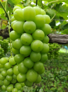 鈴木秀峰園で収穫されたぶどう