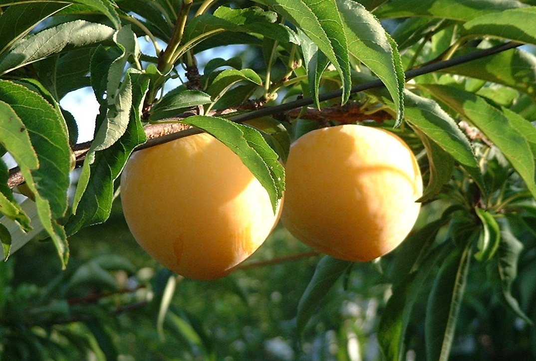 鈴木秀峰園で収穫されたすもも